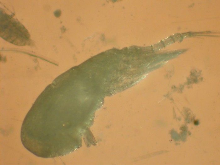 Представитель Семейства Rataniidae